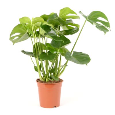 Castorama Plante Exterieurnull