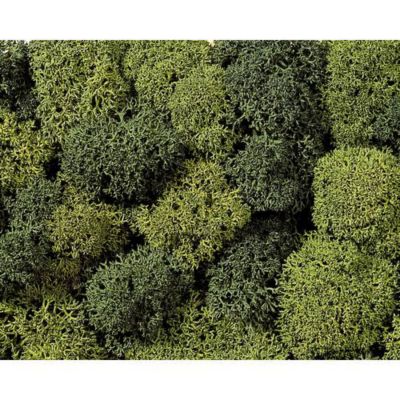 Mousse décorative NOCH 8621 100% mousse d'Islande 75 g vert clair, vert foncé