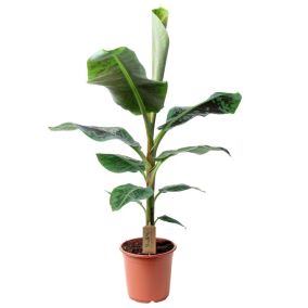 Musa Cavendish - Plante d'intérieur - Pot 21cm - Hauteur 90-100cm