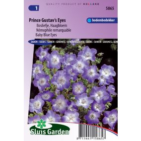 Ne-m'oubliez-pas, Myosotis de forêts Bleu - Graines De Fleurs Bisannuelles - Ca. 0,35 g