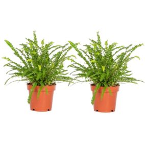 Nephrolepis Duffi - Fougère frisée - Set de 2 - Pot 12cm - Hauteur 25-40cm