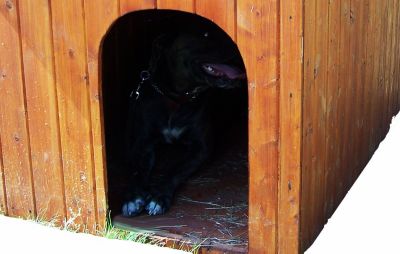 Niche à chien 1,17m² en bois avec toit bitumé et plancher Habrita