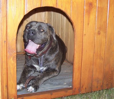 Niche pour chien en bois 0,96 m² avec toit bitumé et plancher Habrita