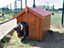 Niche pour petit chien 0,77m² en bois avec toit bitumé et plancher Habrita