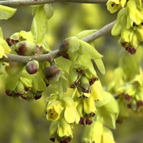 Noisetier d'hiver - Corylopsis Spicata  - 60-80 cm pot