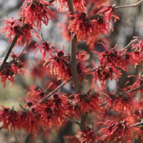 Noisetier de sorcière 'Diane' - Hamamelis intermedia 'Diane'  - 40-60 cm pot