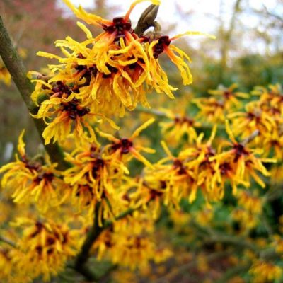 Noisetier des sorcières - Hamamelis intermedia 'Orange Beauty'  - 40-60 cm pot