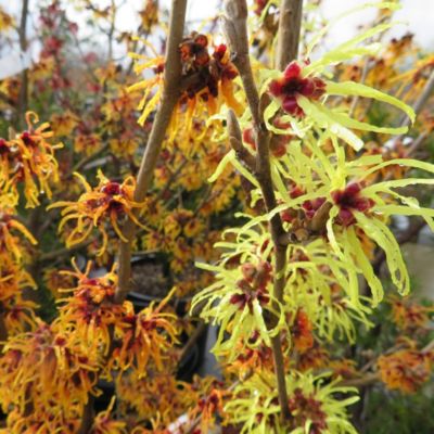 Noisetier des sorcières - Hamamelis intermedia 'Orange Beauty'  - 40-60 cm pot