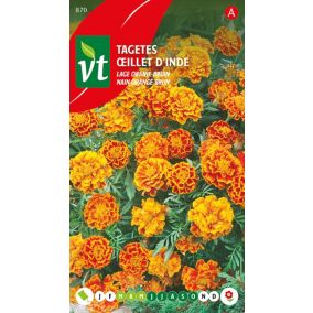 Oeillet D'Inde Nain Orange-Brun - Ca. 1 gr