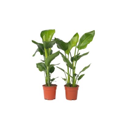 Oiseau de paradis - Set de 2 - Strelitzia nicolai - Hauteur 55-70cm - Pot 17cm