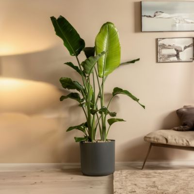 Oiseau de paradis - Set de 2 - Strelitzia nicolai - Hauteur 55-70cm - Pot 17cm