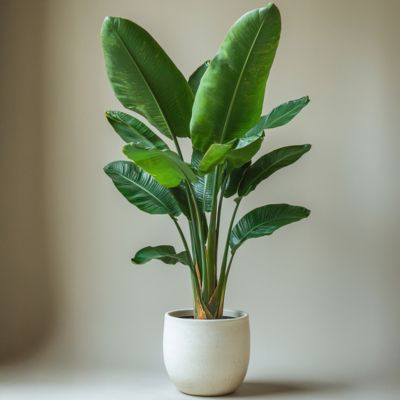Oiseau de paradis - Set de 2 - Strelitzia nicolai - Hauteur 55-70cm - Pot 17cm