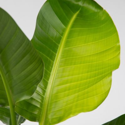 Oiseau de paradis - Set de 2 - Strelitzia nicolai - Hauteur 55-70cm - Pot 17cm