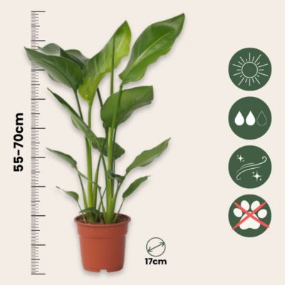 Oiseau de paradis - Set de 2 - Strelitzia nicolai - Hauteur 55-70cm - Pot 17cm