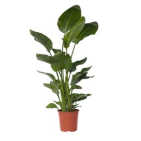 Oiseau de paradis - Strelitzia nicolai - Hauteur 150-170cm - Pot 28cm