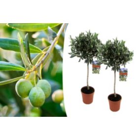 Olea Europaea - Olivier - Set de 2 - Pokon - Pot 21 cm - Hauteur 90-100cm