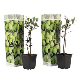 Olea Europaea - Oliviers - Pot 9cm - Hauteur 25-40cm