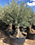 Olivier bonsai circ TR 120 140