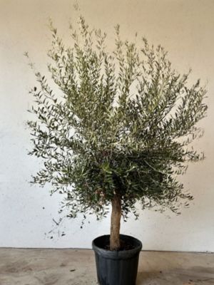 Olivier en pot Olea Europaea Intensivo ⌀25/35cm