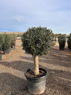 Olivier en pot Olea Europaea Intensivo ⌀25/35cm