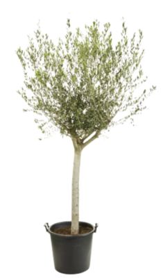 Olivier en pot Olea Europaea Intensivo ⌀25/35cm