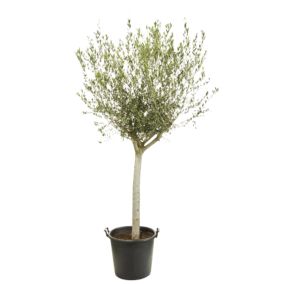 Olivier en pot Olea Europaea Intensivo ⌀25/35cm