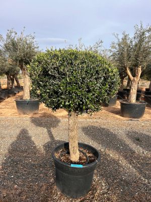 Olivier en pot Olea Europaea Intensivo ⌀25/35cm