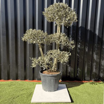 Olivier Europaea PomPom Nuage H.140 Cm