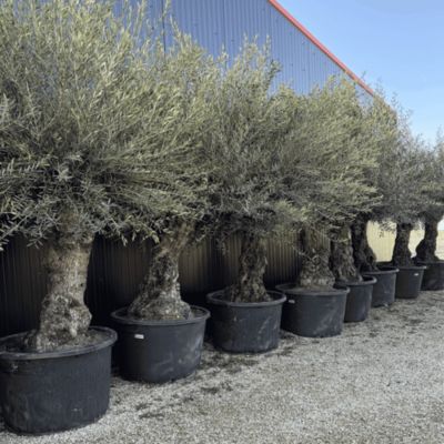 Olivier Europaea Tronc De 80/100 Cm De Diamètre Pot 285 Litres