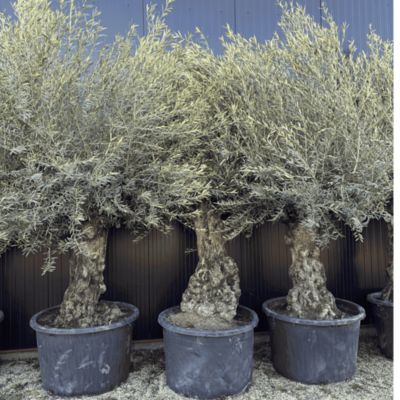 Olivier Europaea Tronc De 80/100 Cm De Diamètre Pot 285 Litres