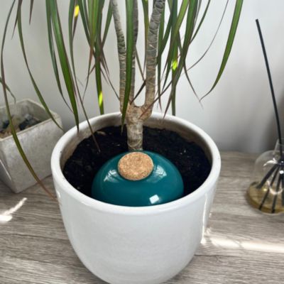 Olla Galet 15 cl Bleu Canard Arrosage Autonome Terre Cuite Microporeuse Fabrication Française Artisanale
