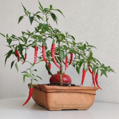 Olla Galet 15 cl Rouge Arrosage Autonome Terre Cuite Microporeuse Fabrication Française Artisanale