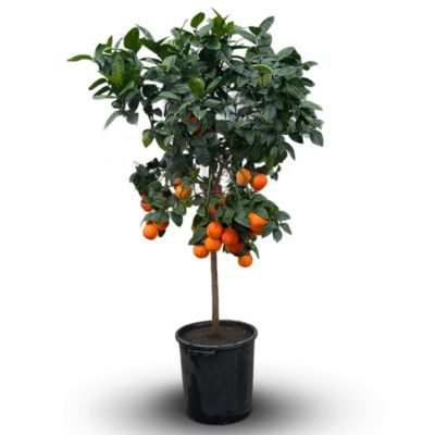 Oranger arcobal - citrus meyer sinensis - agrume méditerranéen - arbre ...