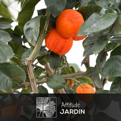 Oranger arcobal - citrus meyer sinensis - agrume méditerranéen - arbre ...