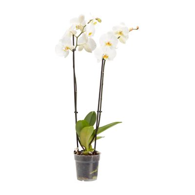 Orchidee Papillon 2 Tiges 12cm Assortiment Castorama