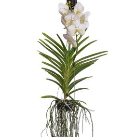 Orchidée Vanda - Blanc - L - Hauteur 60cm