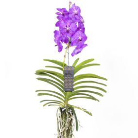 Orchidée Vanda - Lilas - L - Hauteur 60cm