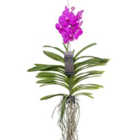 Orchidée Vanda - Rose - L - Hauteur 60cm