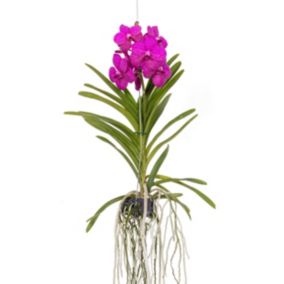 Orchidée Vanda 'Tayanee Cerise' - Blanc crème - Hauteur 65cm