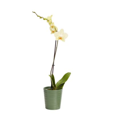 Orchidée 1 tige avec pot en céramique 12cm, Assortiment