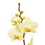 Orchidée 1 tige avec pot en céramique 12cm, Assortiment