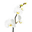 Orchidée 1 tige avec pot en céramique 12cm, Assortiment
