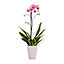 Orchidée 1 tige avec pot en céramique 9cm, Assortiment