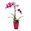 Orchidée 1 tige avec pot en céramique 9cm, Assortiment