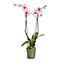 Orchidée 2 tiges avec pot en céramique 12cm, Assortiment