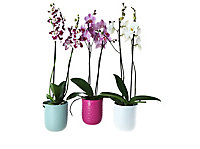 Orchidée 2 tiges céramique