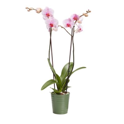 Orchidée 2 tiges DT, assortiment, pot en céramique, 12cm