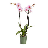 Orchidée 2 tiges DT, assortiment, pot en céramique, 12cm