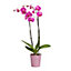Orchidée 2 tiges DT, assortiment, pot en céramique, 12cm