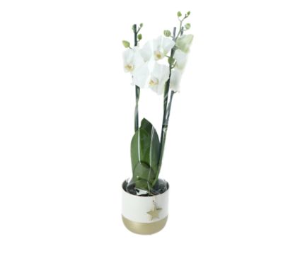Orchidée blanche 3 tiges avec pot 12 cm